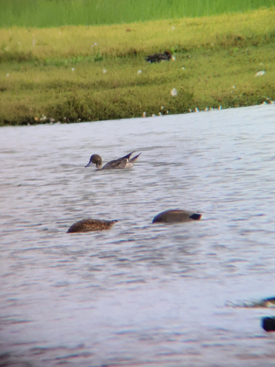 Northern Pintail - ML643134209