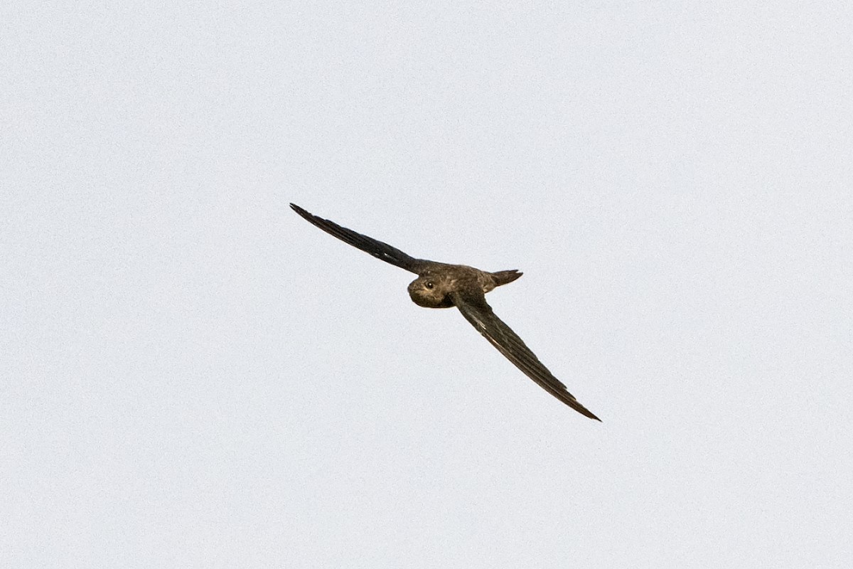 Asian Palm Swift - ML643134210