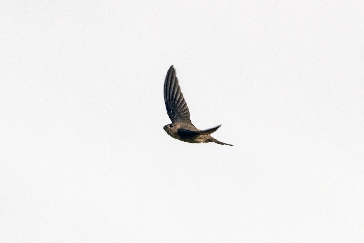 Asian Palm Swift - ML643134211