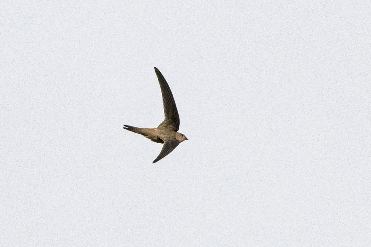 Asian Palm Swift - ML643134212