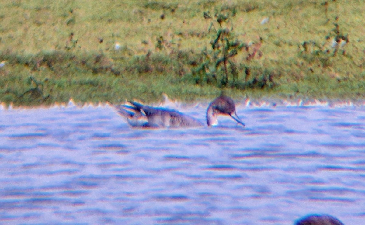 Northern Pintail - ML643134216