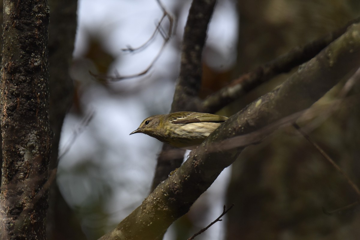 Cape May Warbler - ML643134223