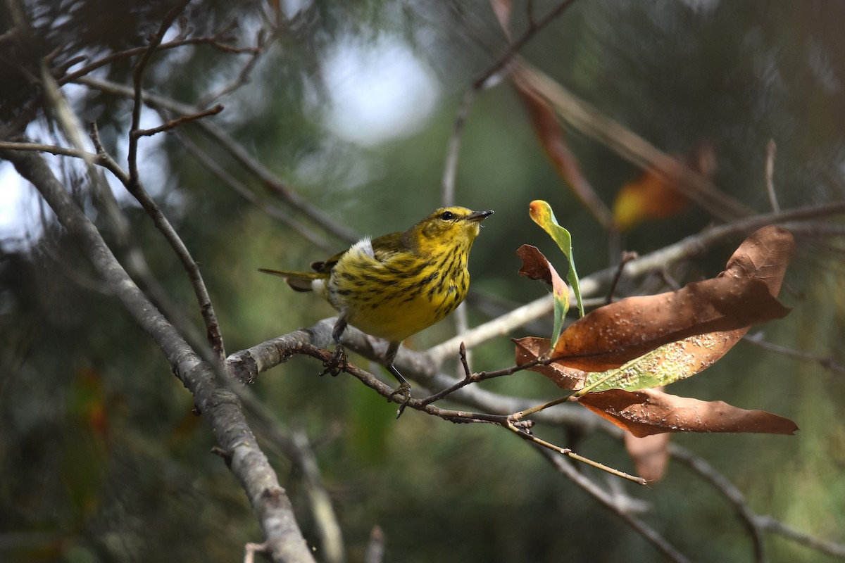Cape May Warbler - ML643134224