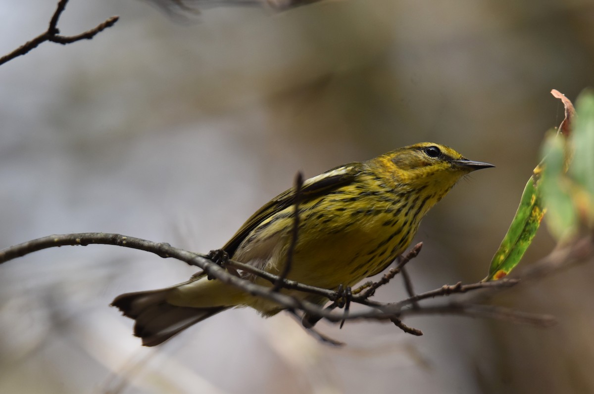 Cape May Warbler - ML643134225