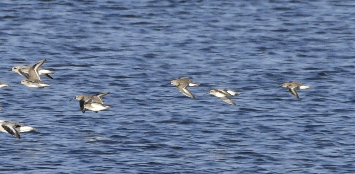 Dunlin - ML643134228