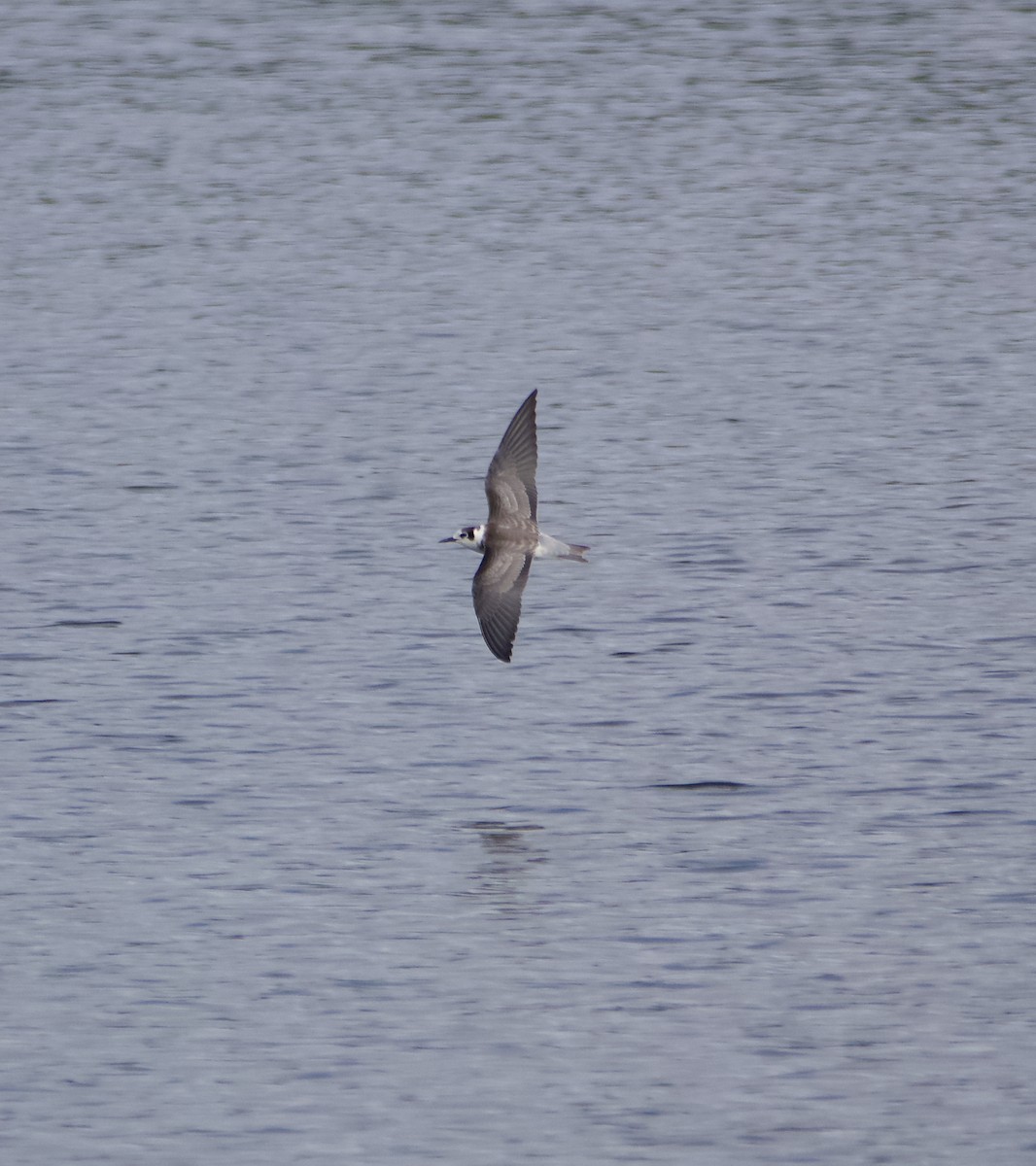 ハシグロクロハラアジサシ - ML643134241