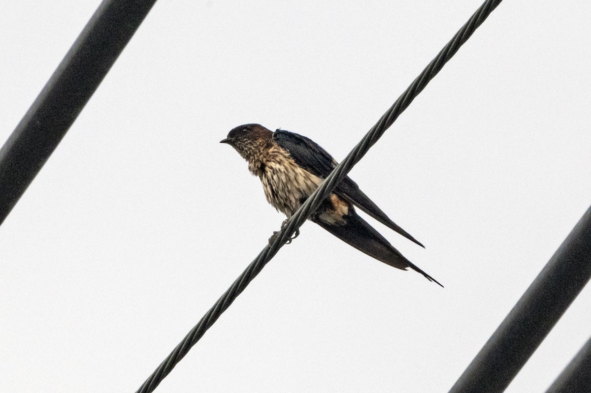 Eastern Red-rumped Swallow (Striated) - ML643134267