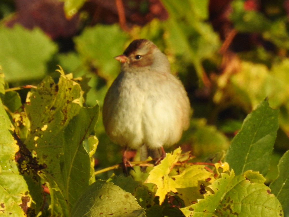 White-crowned Sparrow - ML643134350
