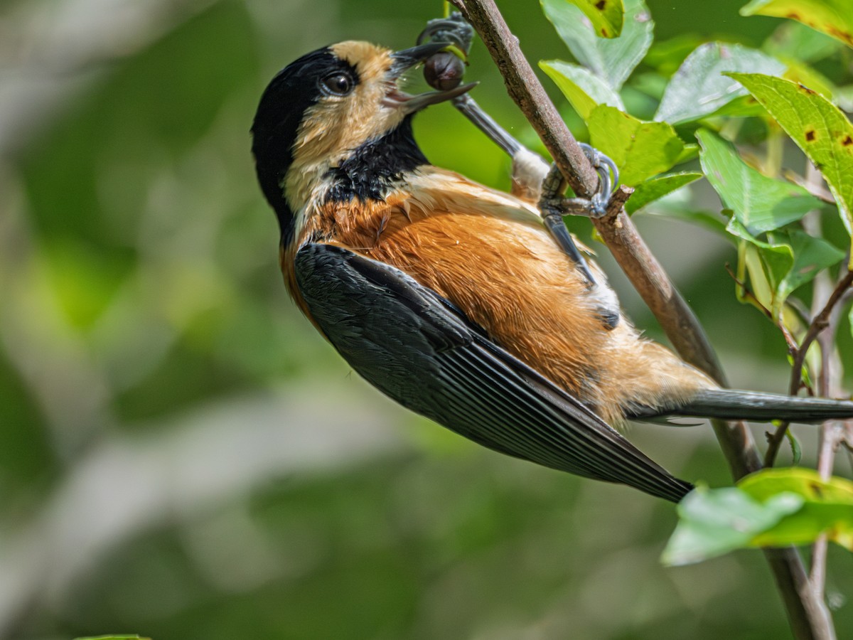 Varied Tit - ML643134352