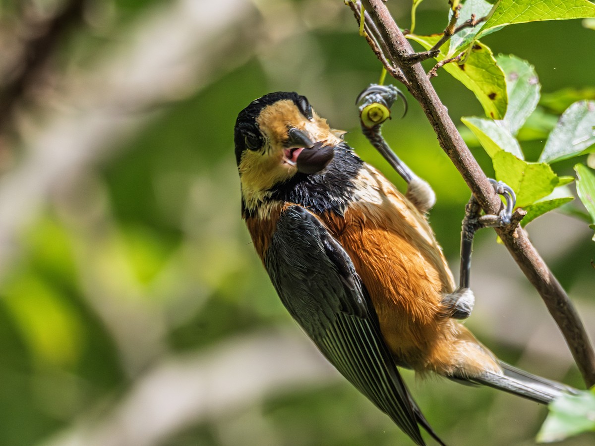 Varied Tit - ML643134353