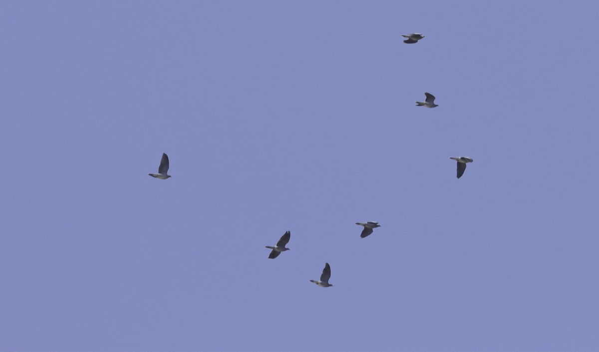 Band-tailed Pigeon - ML643134356