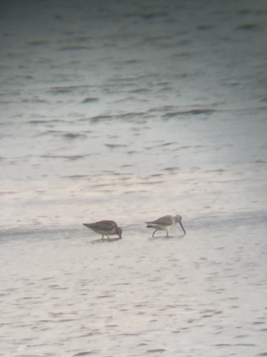 langnebbekkasinsnipe - ML643134370