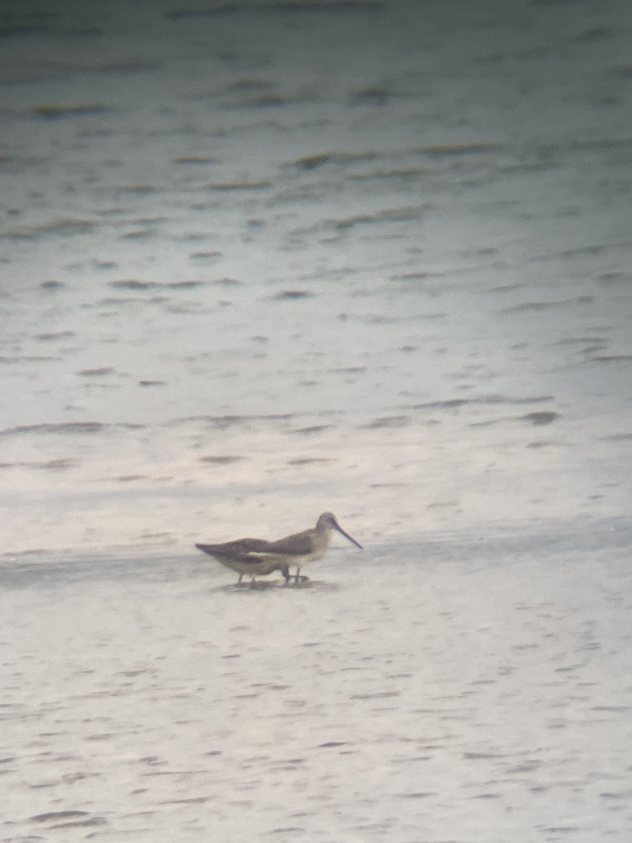 langnebbekkasinsnipe - ML643134371