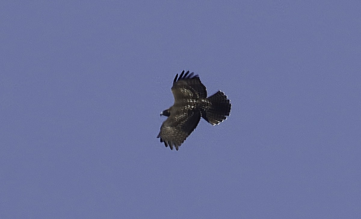 Red-tailed Hawk - ML643134401
