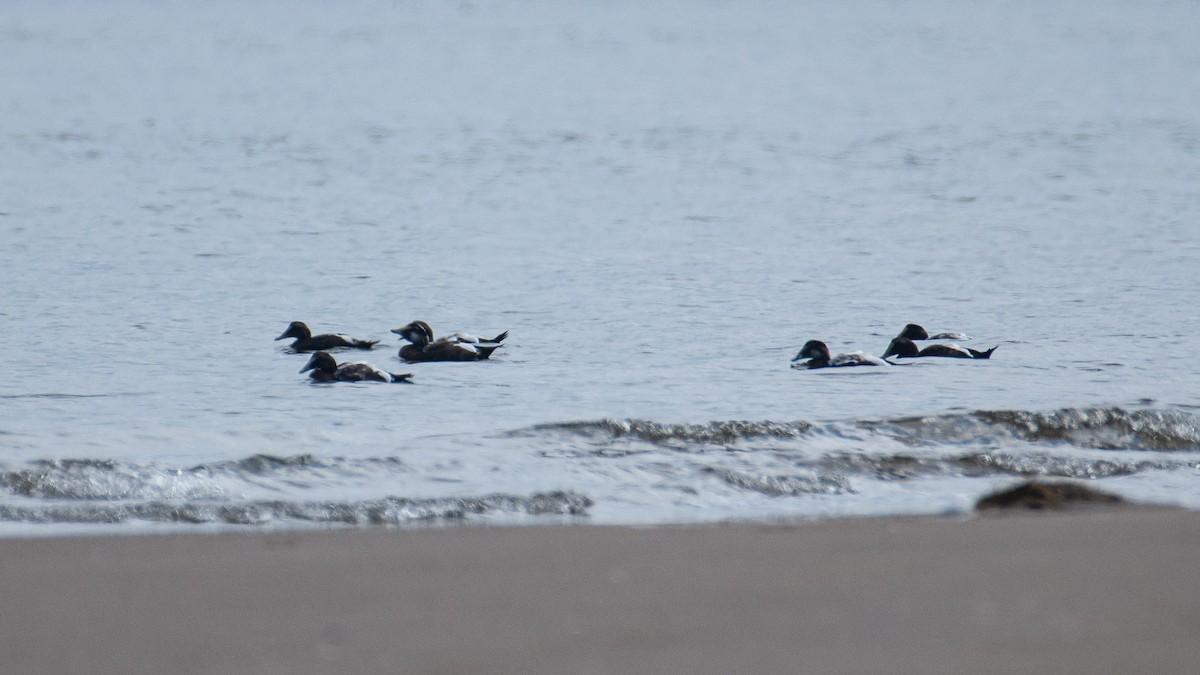 Common Eider - ML643134408
