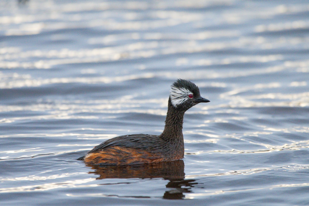 White-tufted Grebe - ML643134410