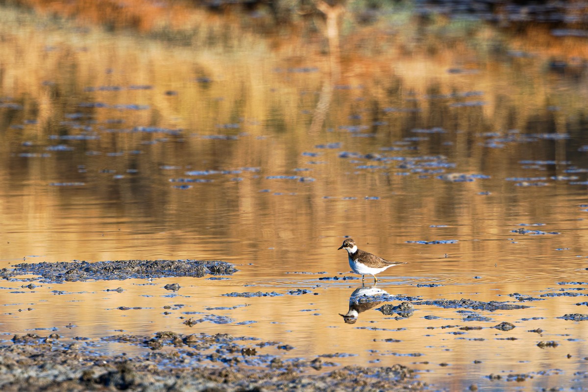 Kentish Plover - ML643134423