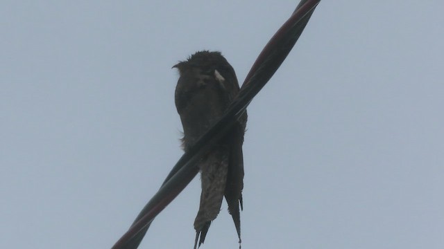Common Potoo - ML643134429