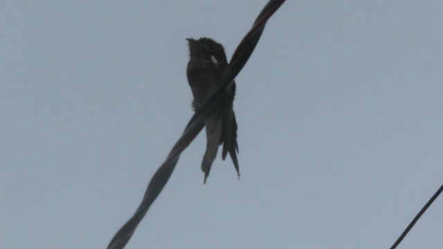 Common Potoo - ML643134430