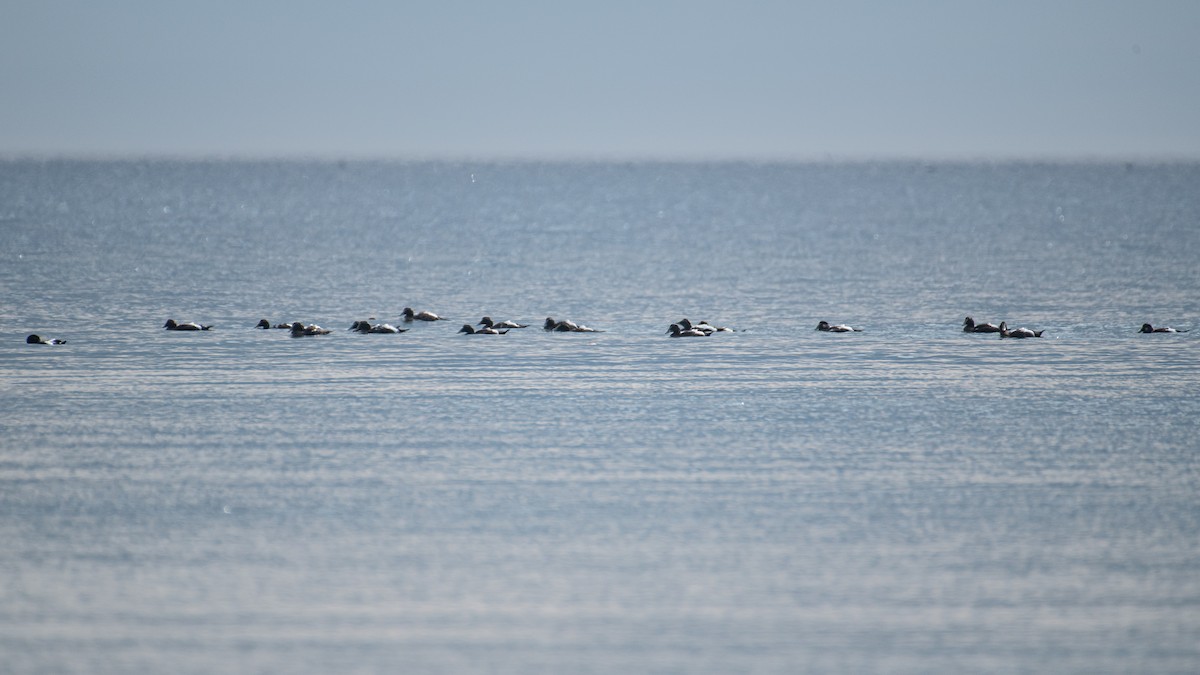 Common Eider - ML643134440