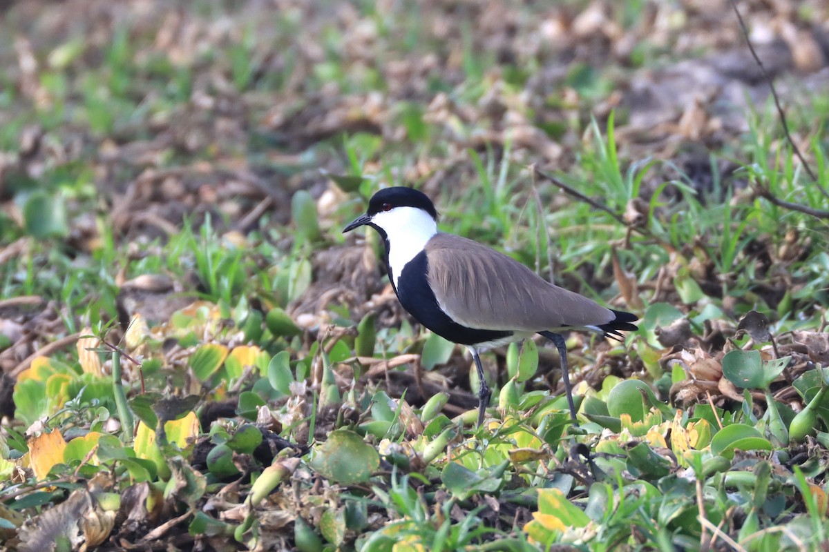 Spur-winged Lapwing - ML643134514