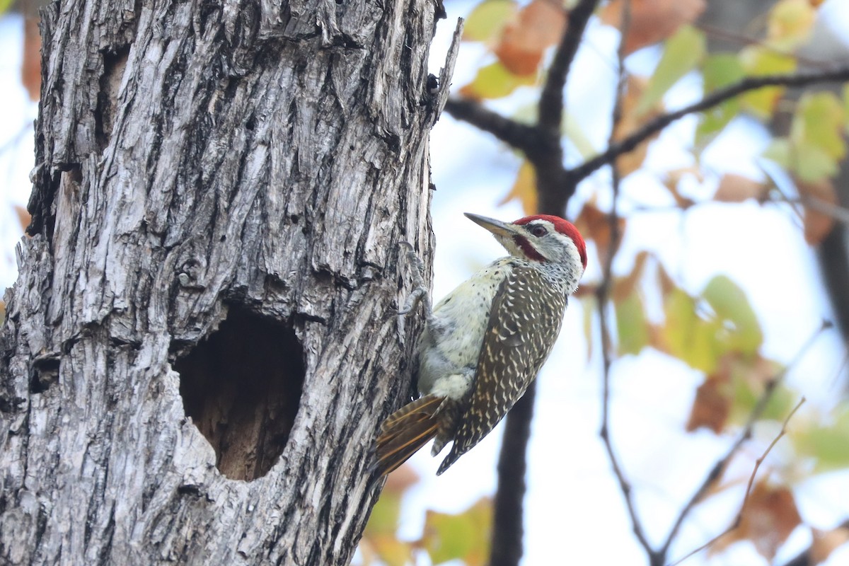 Speckle-throated Woodpecker - ML643134546