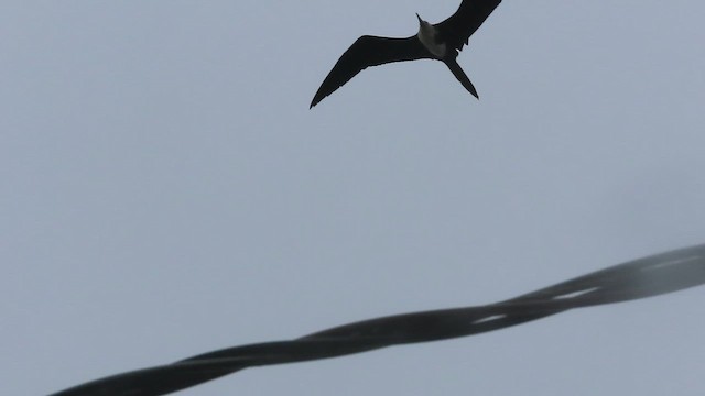 Magnificent Frigatebird - ML643134554