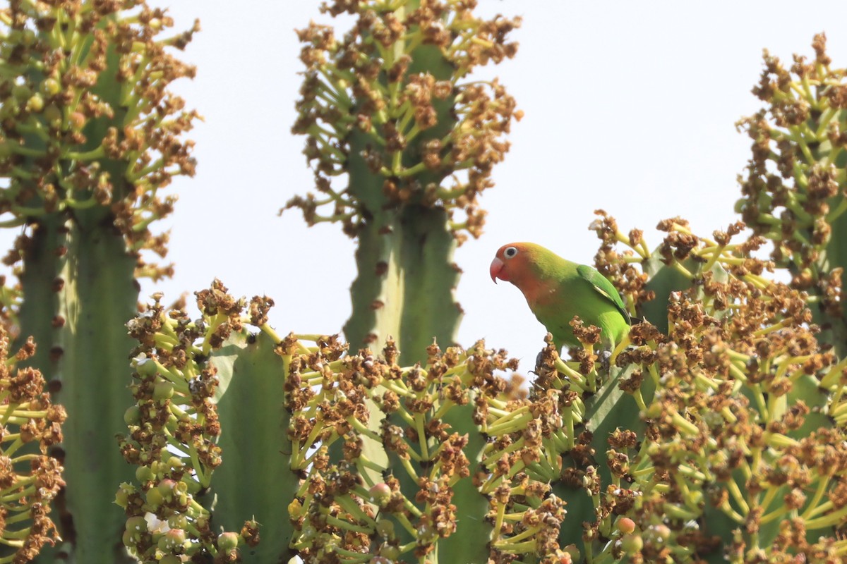 Lilian's Lovebird - ML643134555