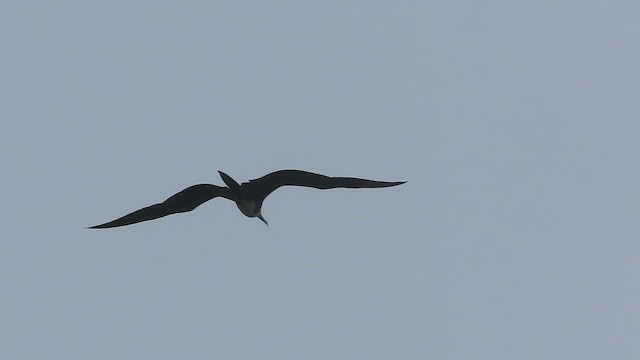 Magnificent Frigatebird - ML643134556