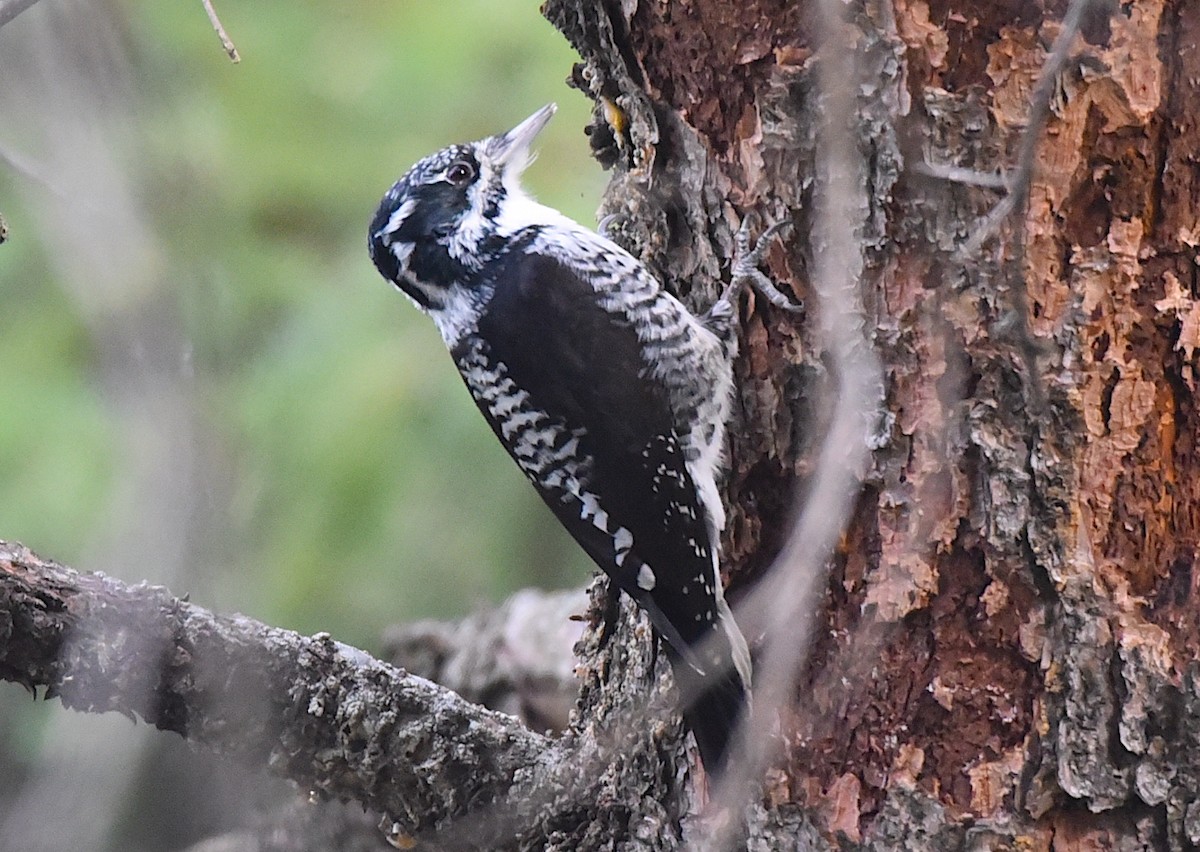 American Three-toed Woodpecker - ML643134570