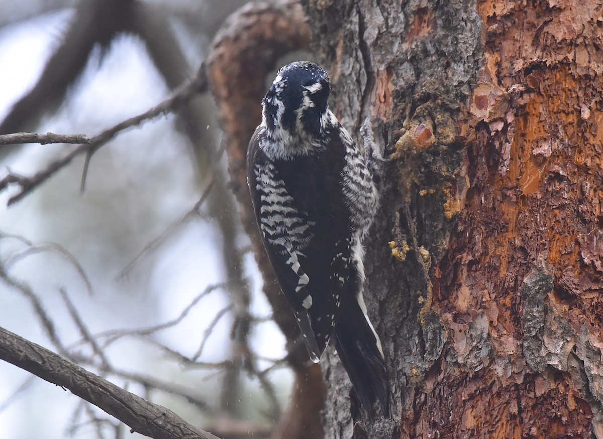 American Three-toed Woodpecker - ML643134571