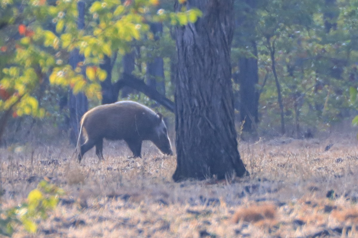 Bushpig - ML643134573