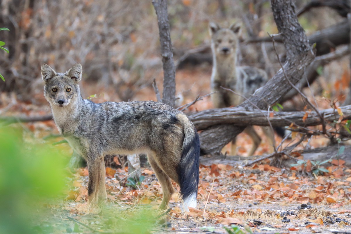 Side-striped Jackal - ML643134585