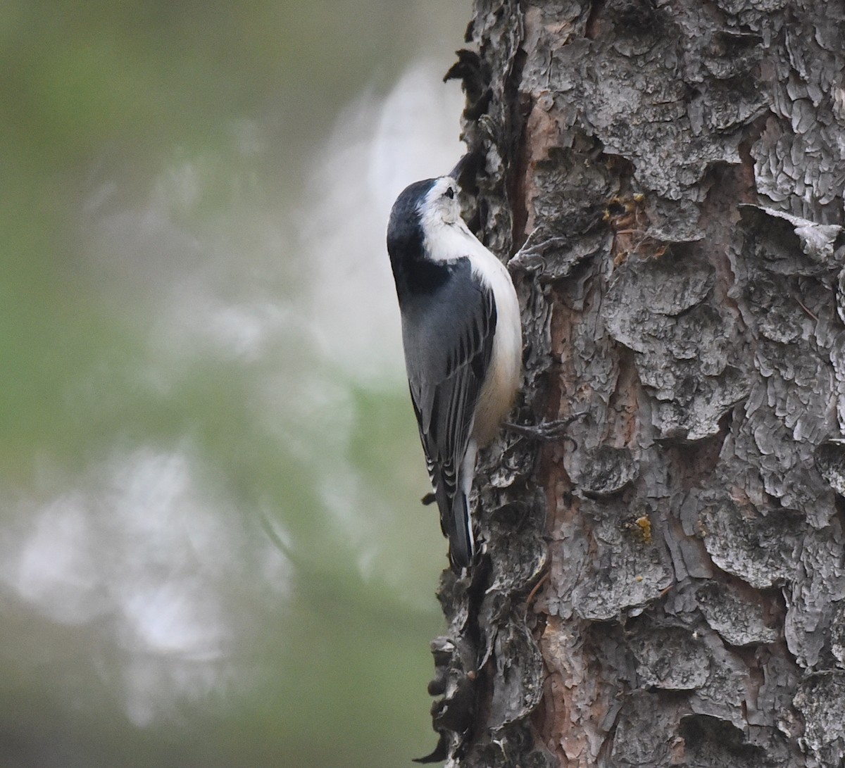White-breasted Nuthatch - ML643134589