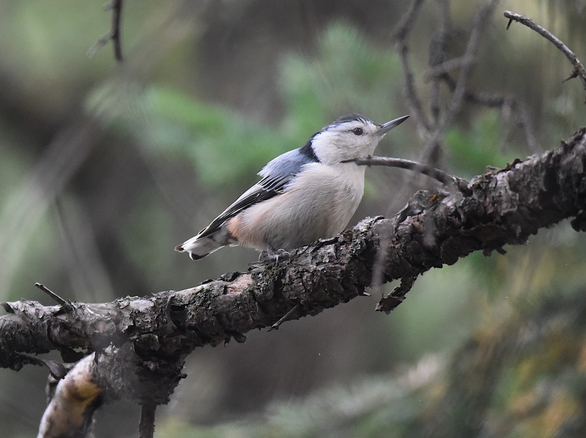 White-breasted Nuthatch - ML643134590