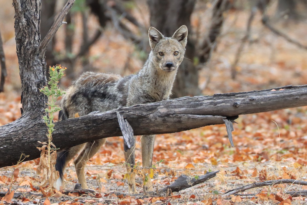 Side-striped Jackal - ML643134592