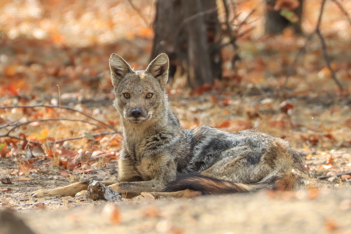 Side-striped Jackal - ML643134602