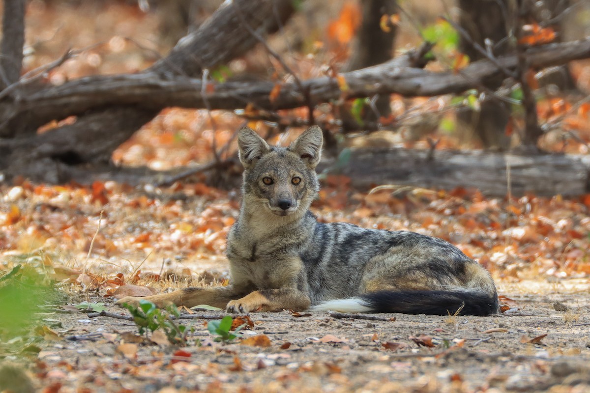 Side-striped Jackal - ML643134606