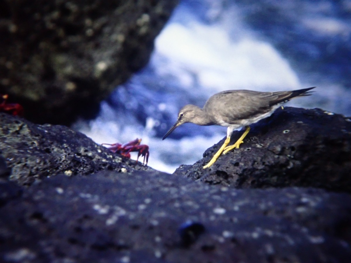 Wandering Tattler - ML643134608