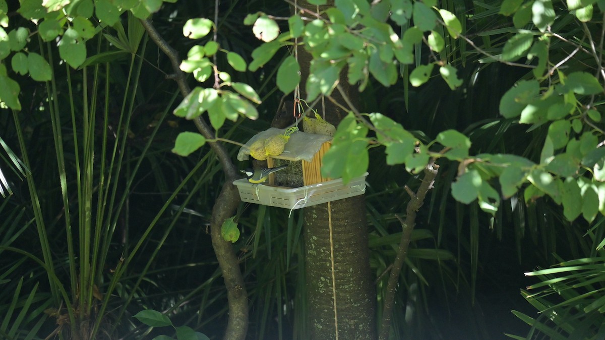 Great Tit - ML643134616