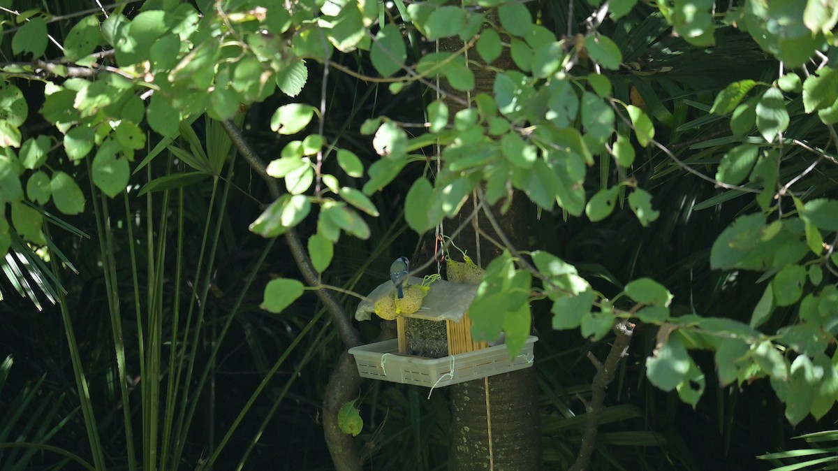 Eurasian Blue Tit - ML643134617