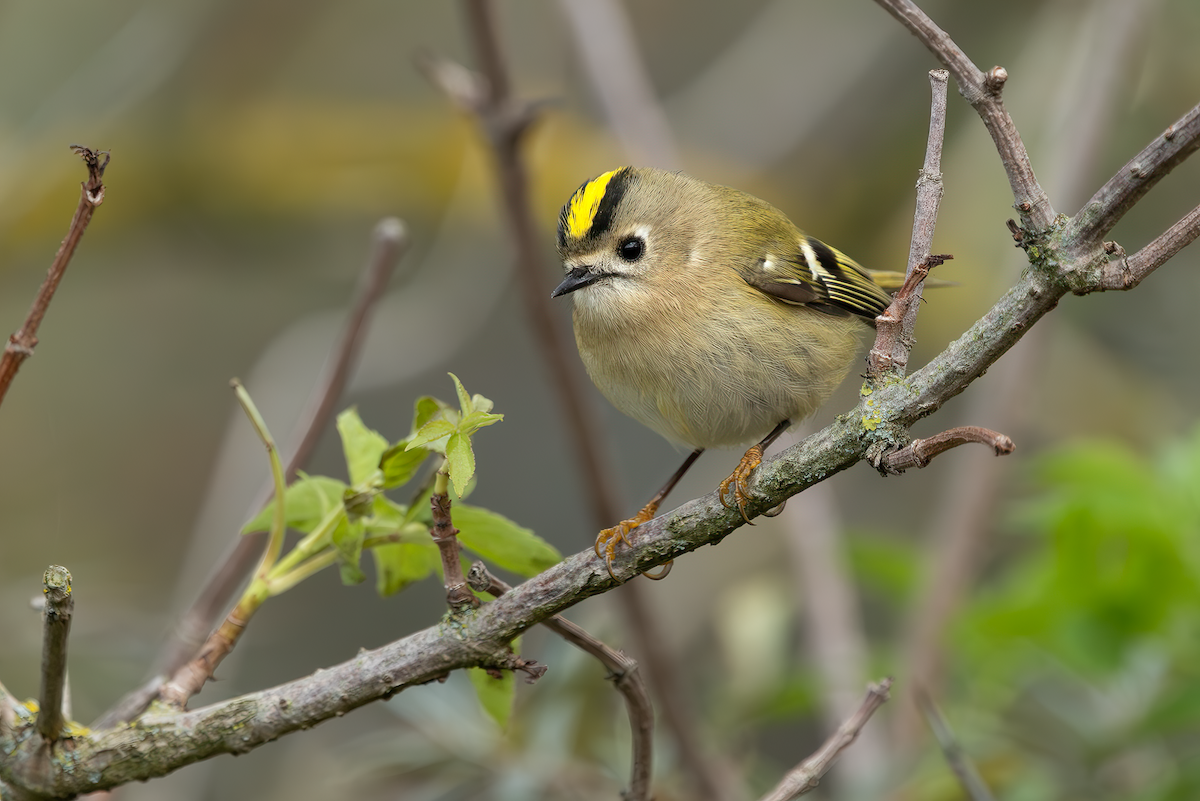Goldcrest - ML643134620