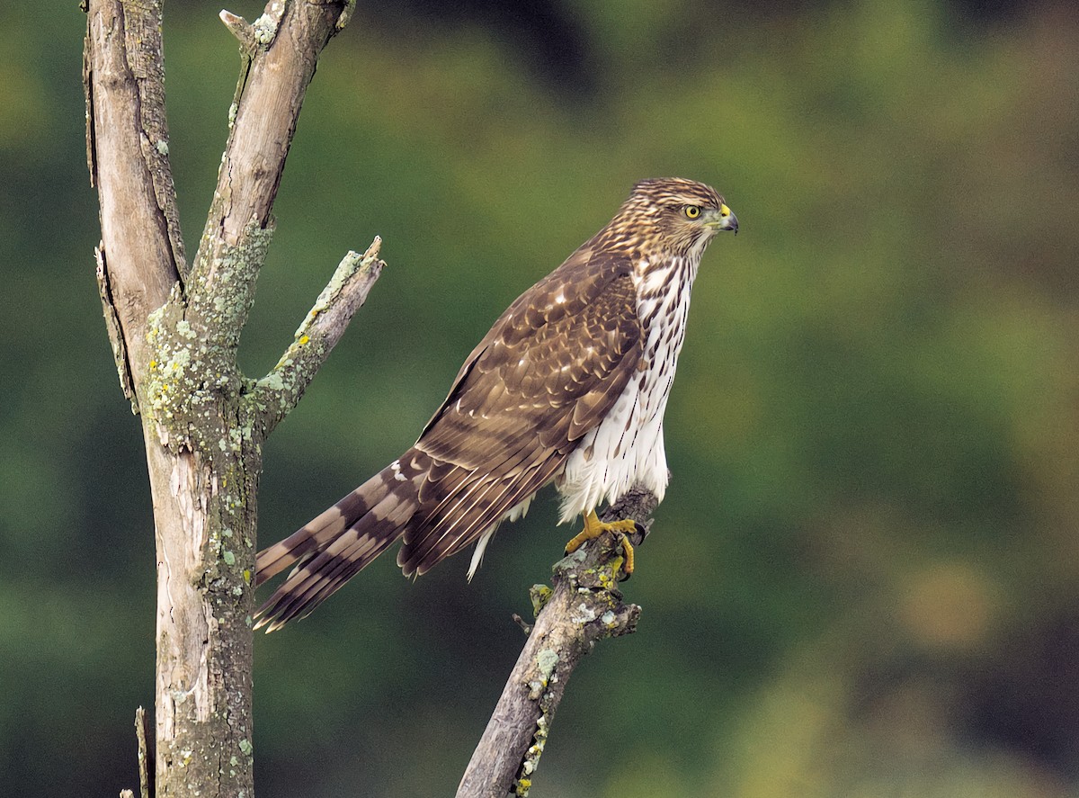 Cooper's Hawk - ML643134632