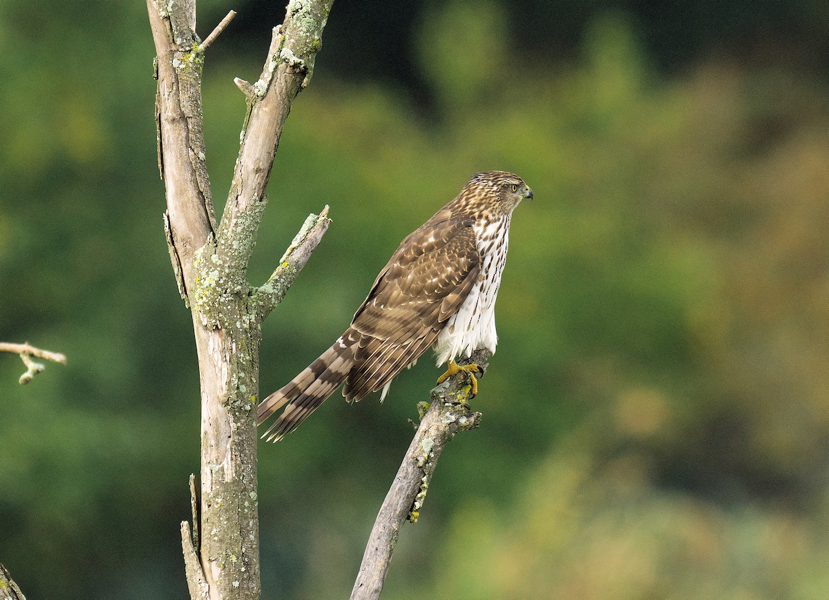 Cooper's Hawk - ML643134634