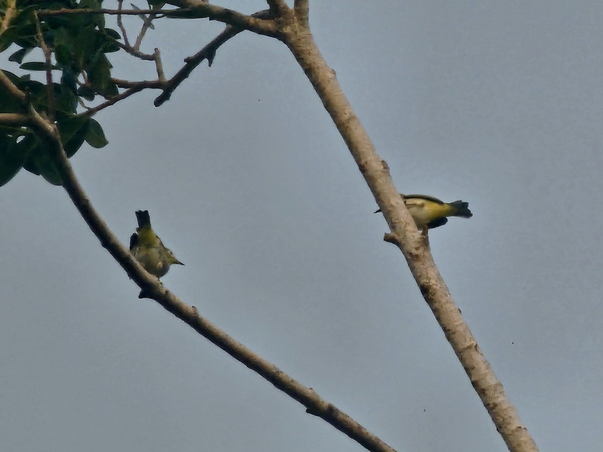 Swinhoe's White-eye - ML643134637