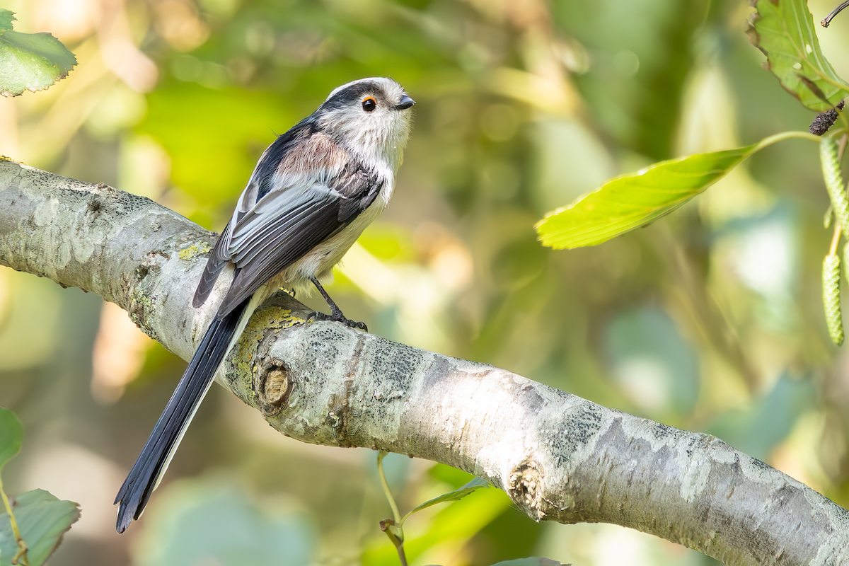 Long-tailed Tit (europaeus Group) - ML643134656