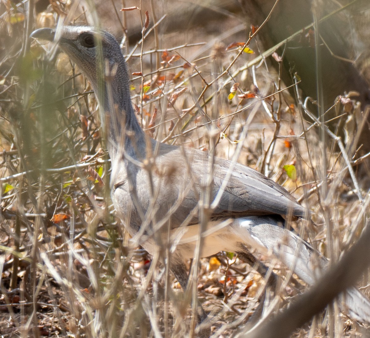Cariama de Burmeister - ML643134665