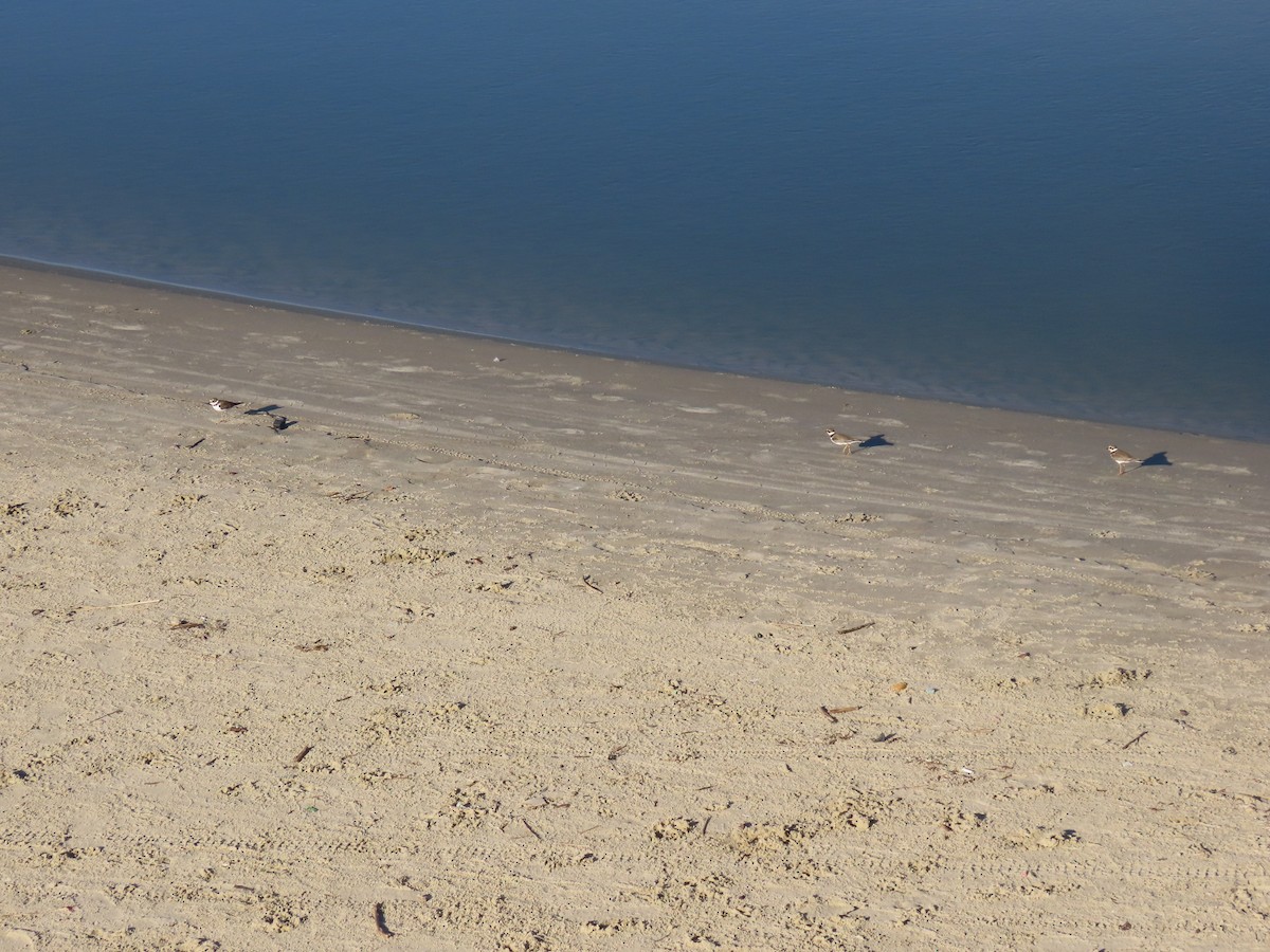 kulík říční - ML643134679