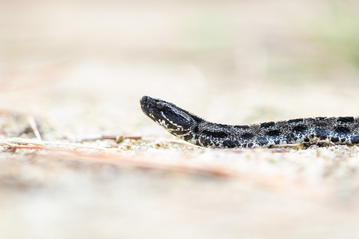 Dusky Pygmy Rattlesnake - ML643134680