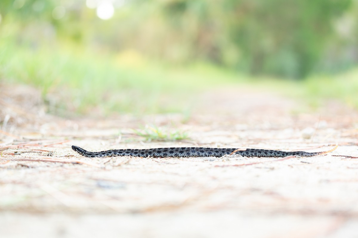 Dusky Pygmy Rattlesnake - ML643134681